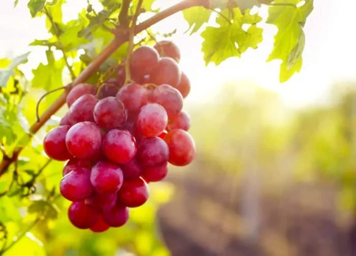 A cluster of Candy Hearts grape variety on a plant.