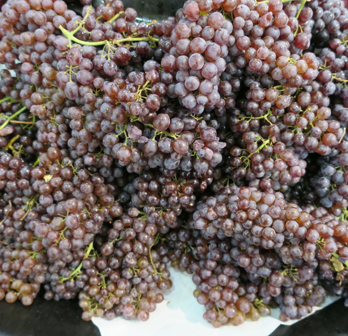 A bunch of ripe clusters of a Champagne Grape.