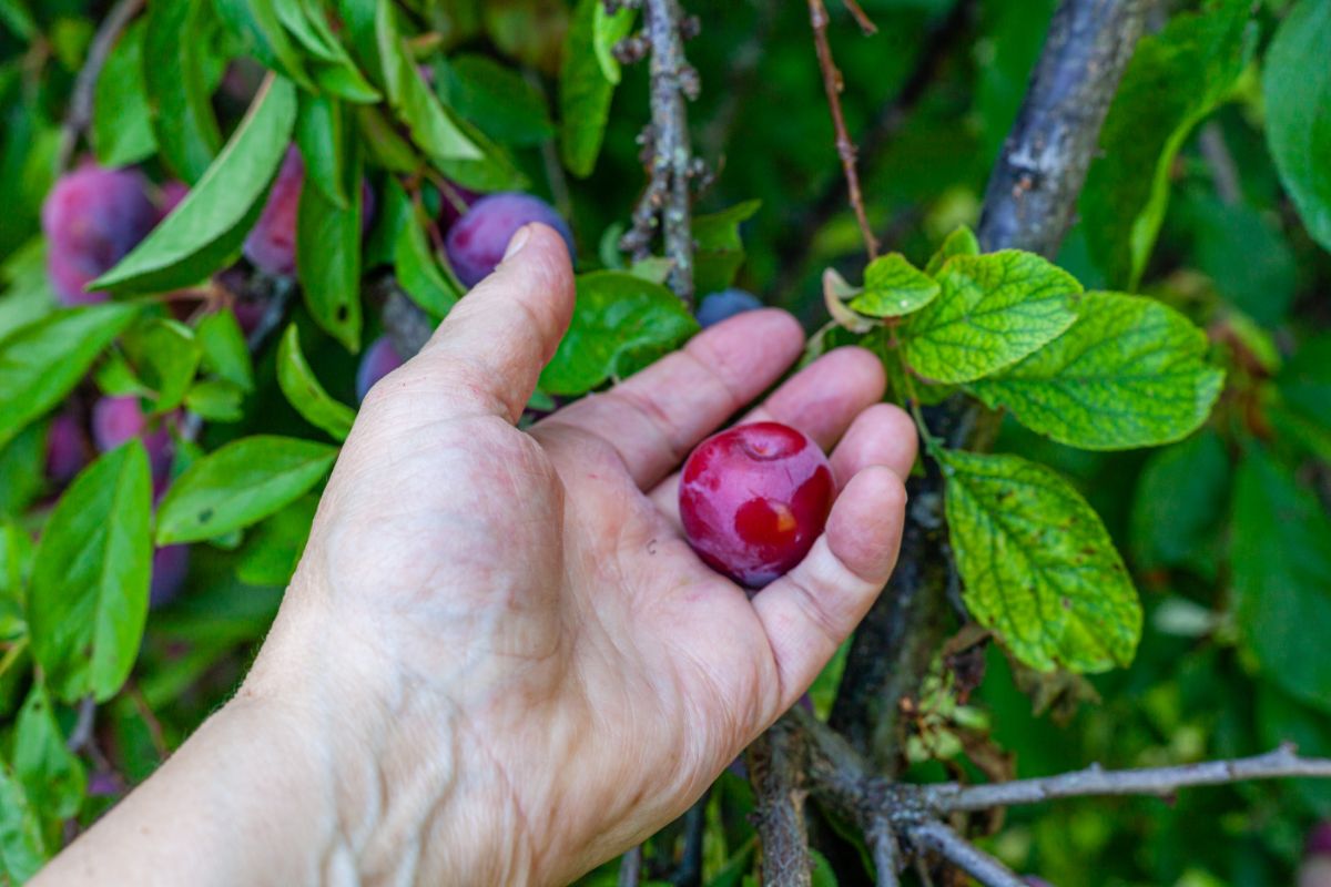 A hand holding a ripe cherry plum.