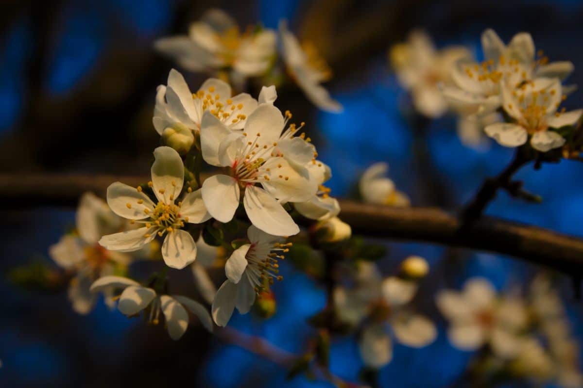 Cherry Plum Trailblazer variety in white bloom.