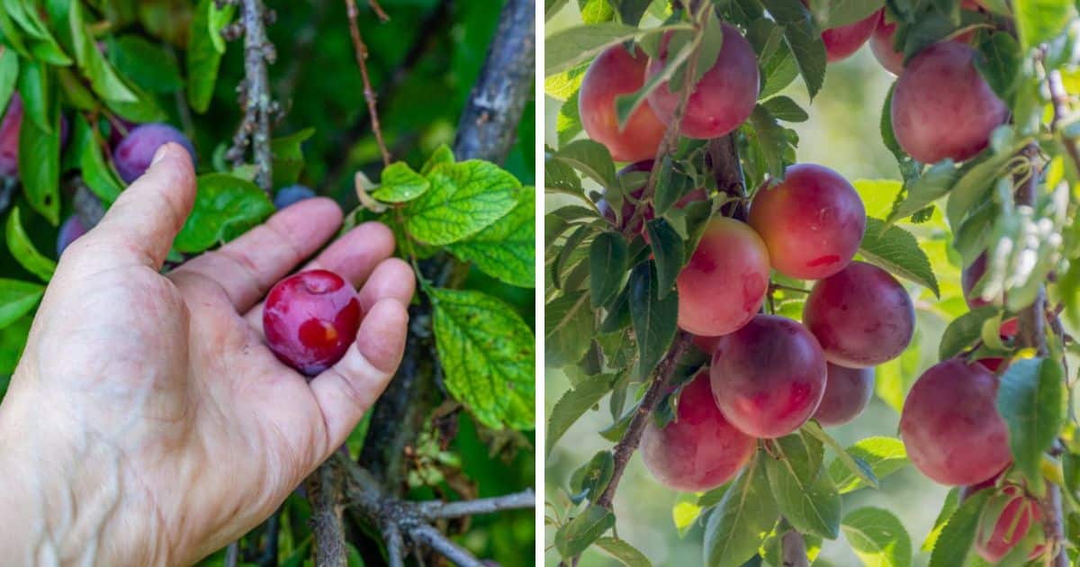 Cherry Plums Growing Guide + Variety Info