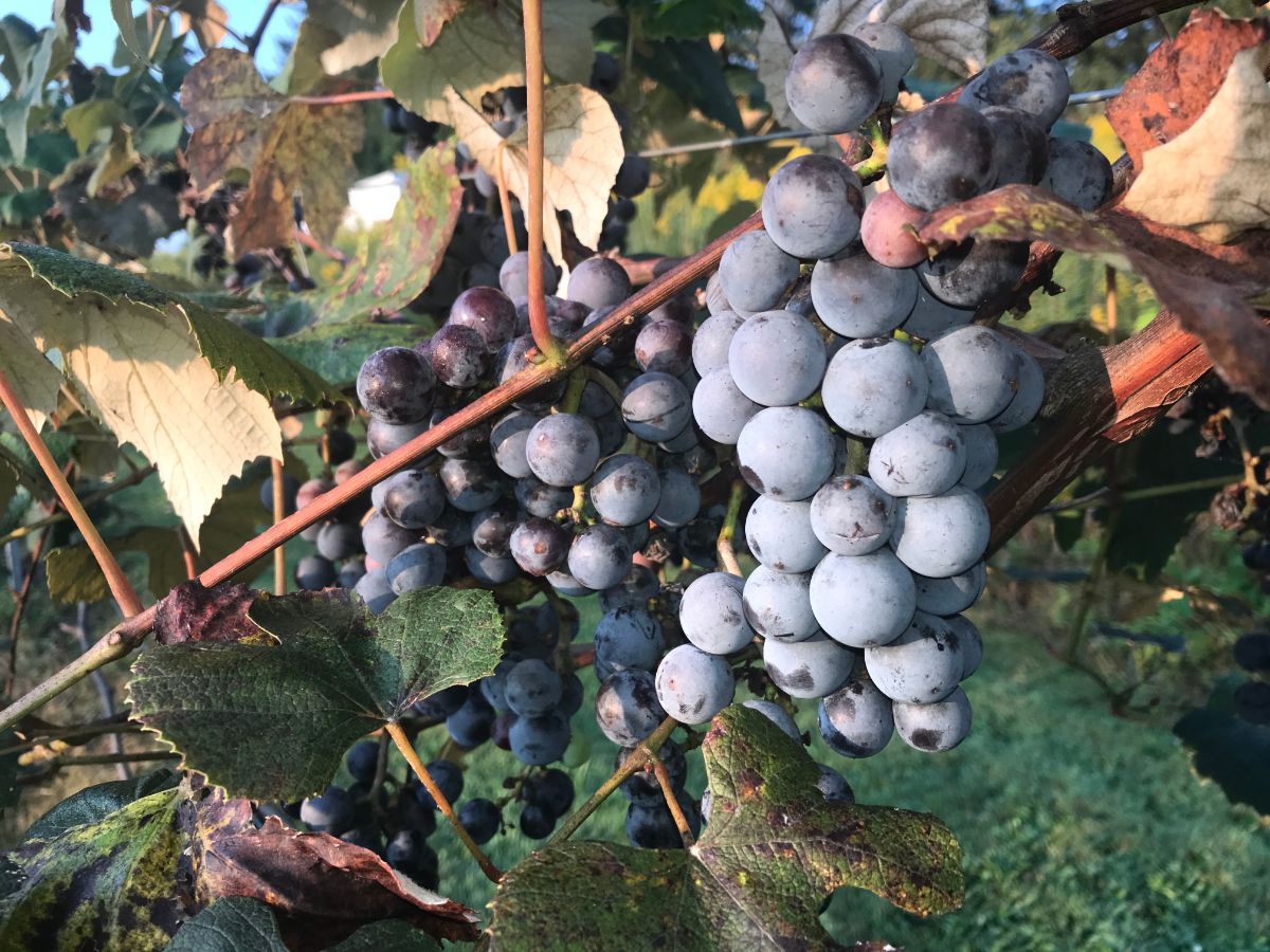 Ripe clusters of Concord Grapes on a plant.
