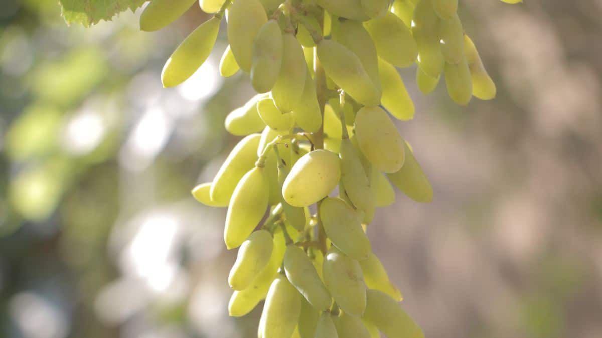 A close-up of a ripe Cotton Candy Grape cluster.