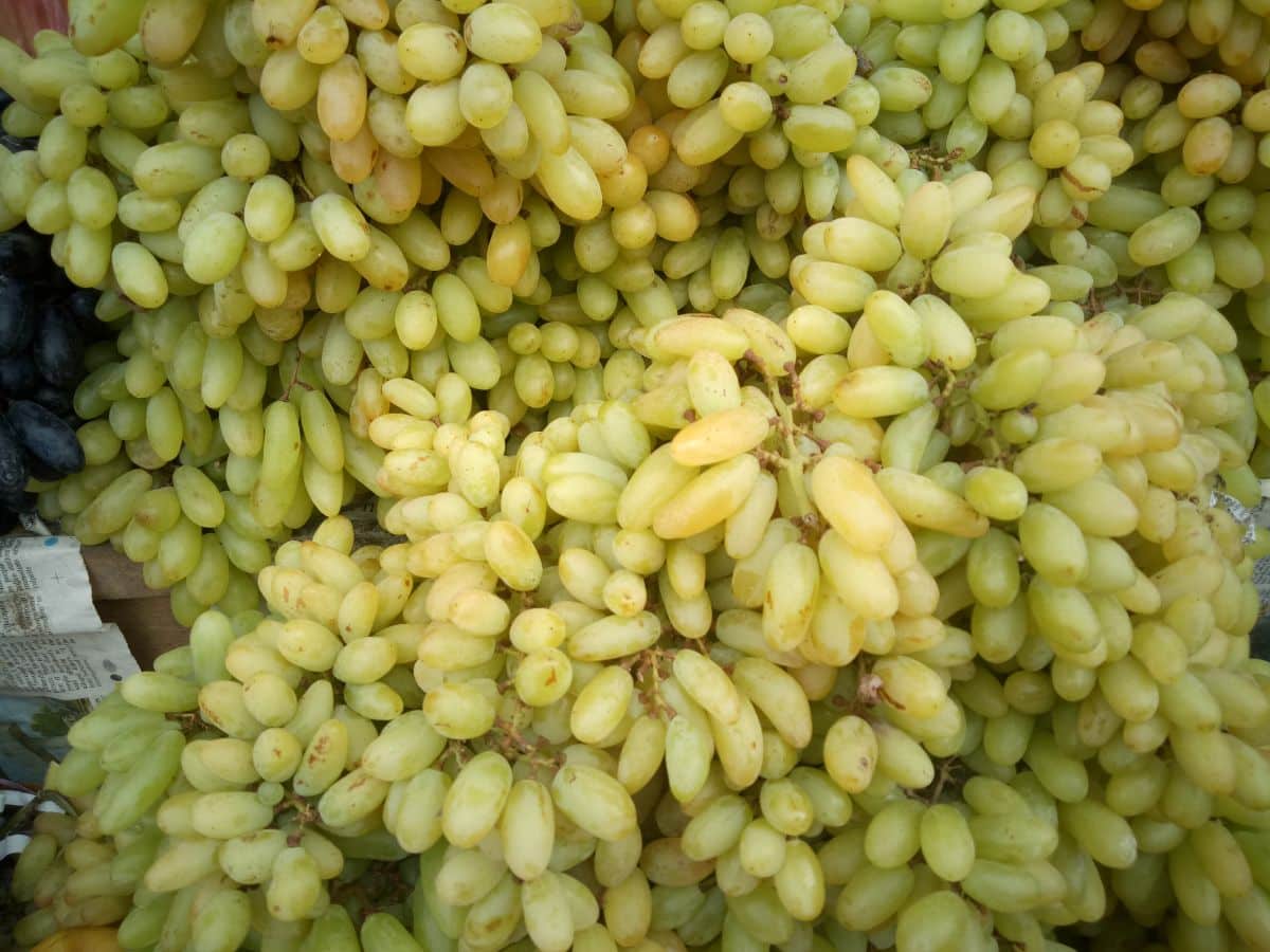 Clusters of ripe Cotton Candy Grape.