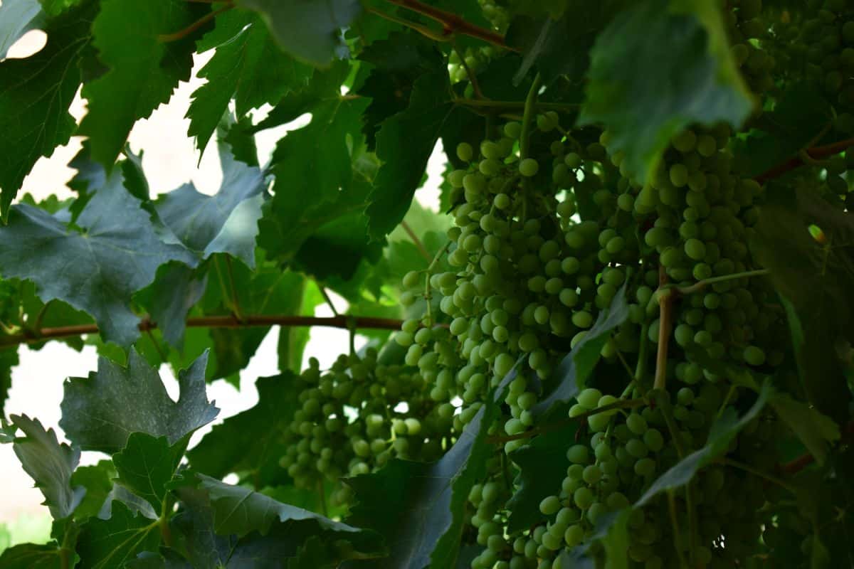 Cotton Candy Grape clusters hanging on a plant.