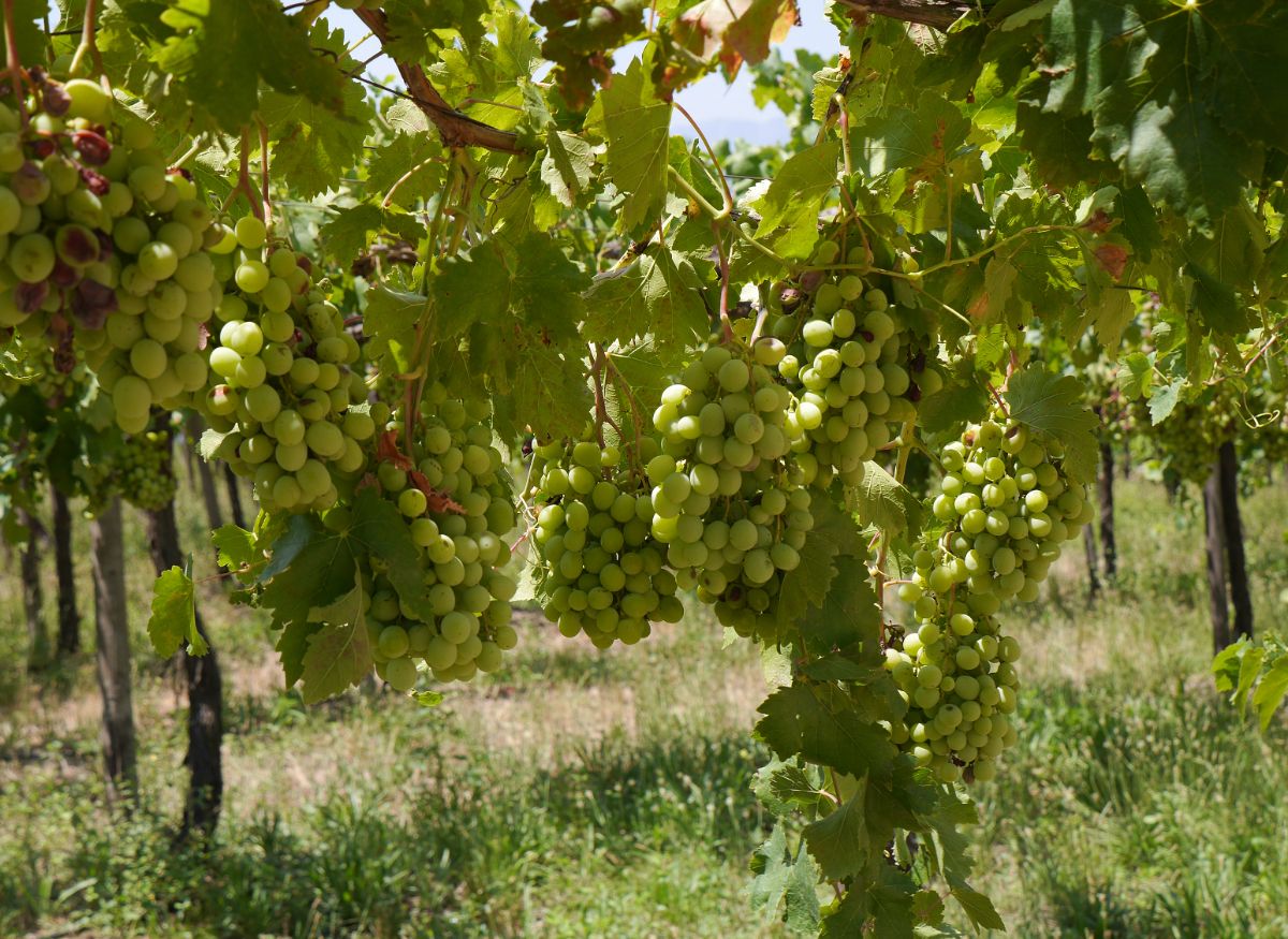 Ripe Cotton Candy Grape clusters hanging on plants.