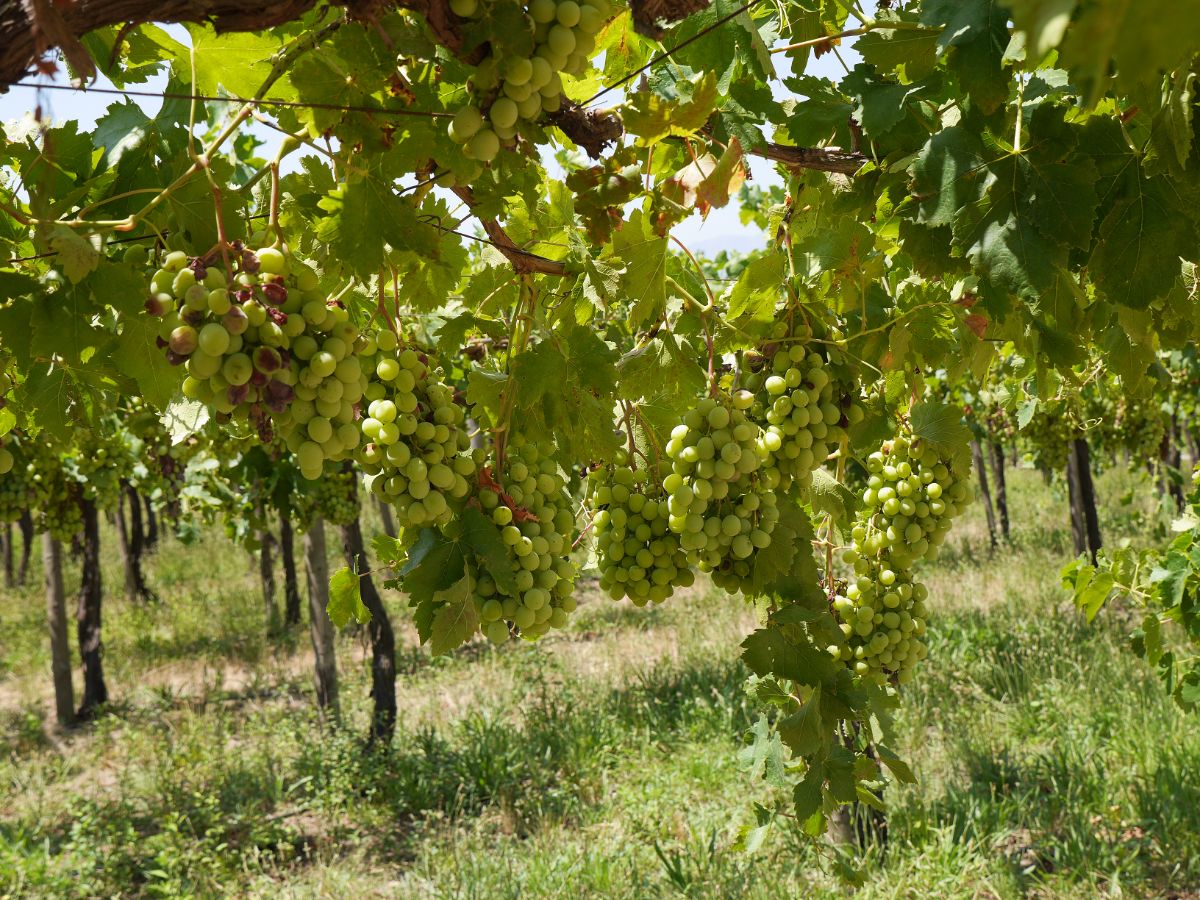 Ripe Cotton Candy Grape clusters hanging on plants.