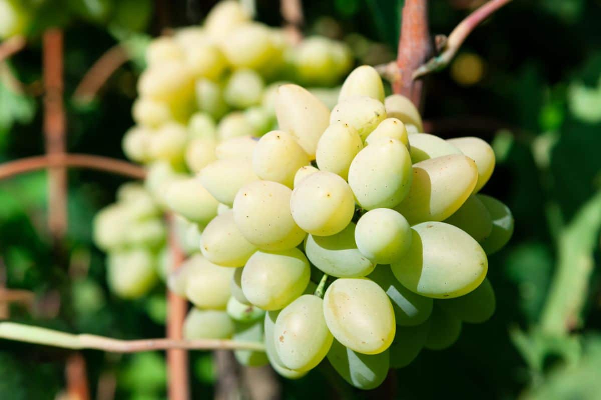 A close-up of a ripe Cotton Candy Grape cluster.