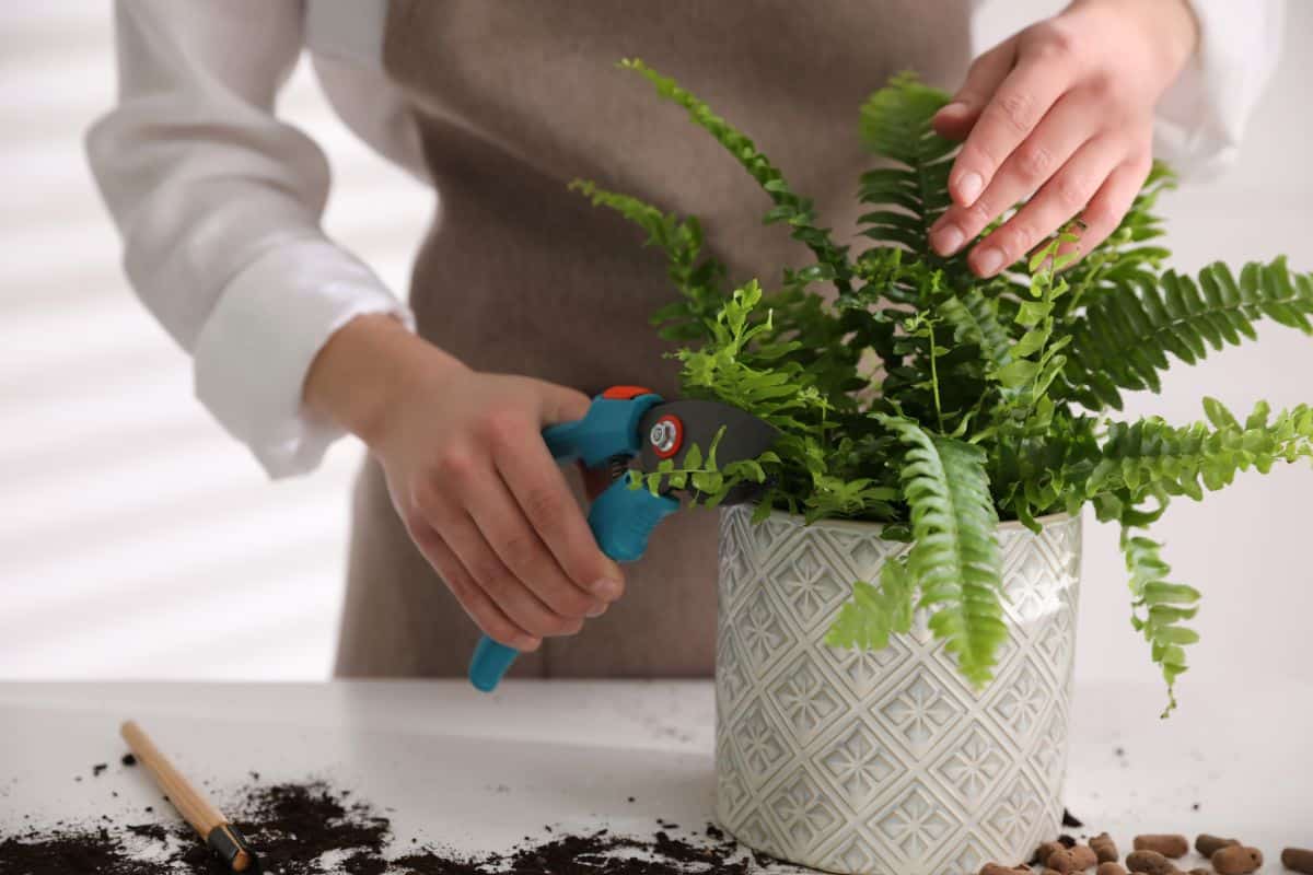 A gardener with shears cutting a fern in a pot.