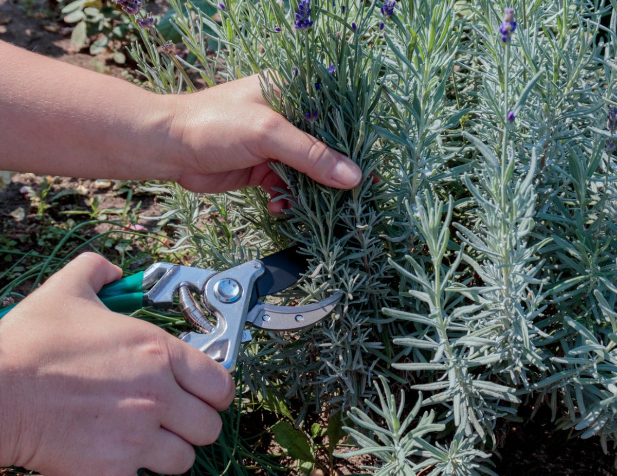 A gardener with shears cutting a lavender.