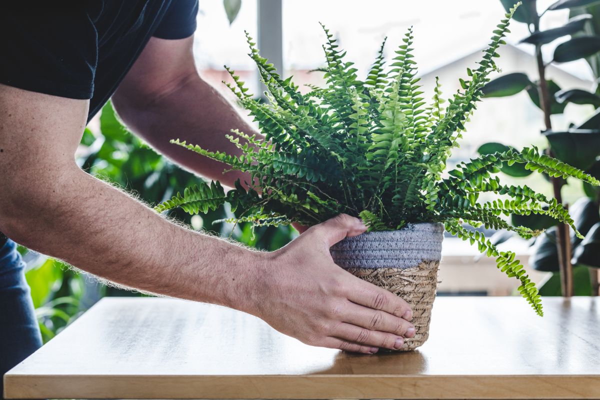 A man holding a fern in a pot over a table.