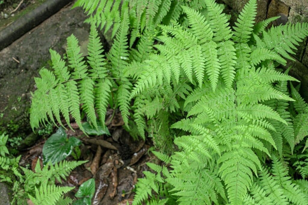 How to Propagate Ferns (4 Methods)