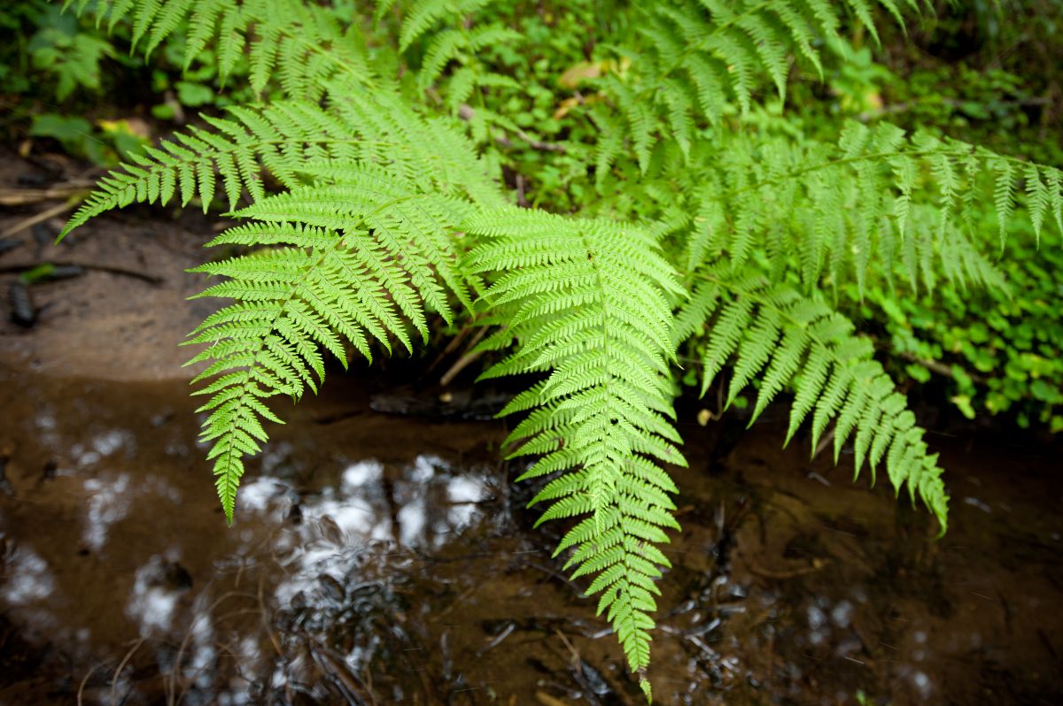 A fern with beautiful foliage outdoors.