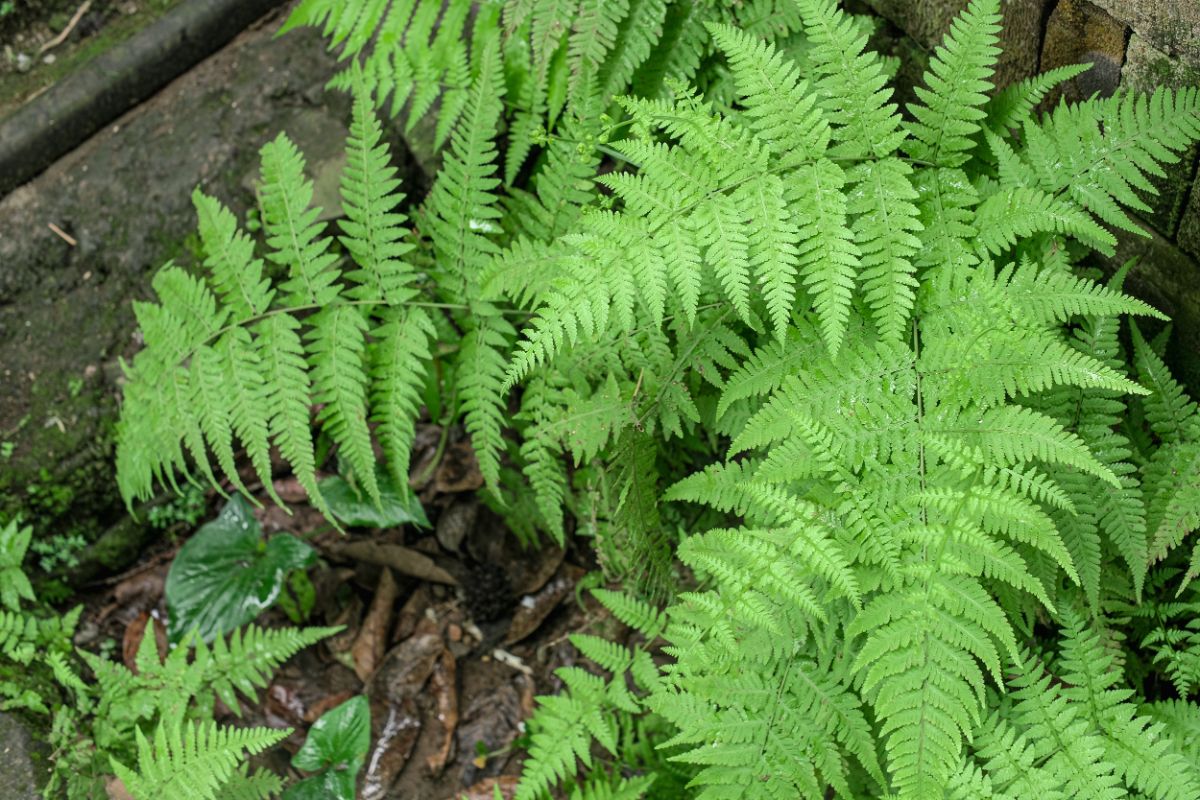 A fern with beautiful foliage outdoor.