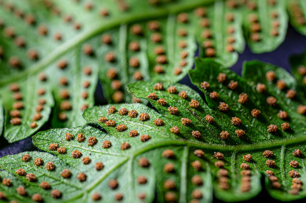 A close-up of fern leaves with spores.