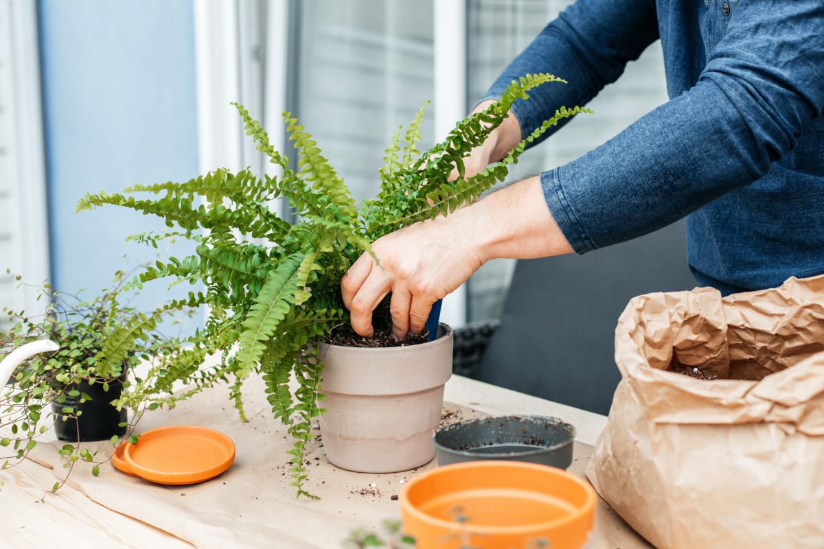 A gardener repotting a fern in a new pot.