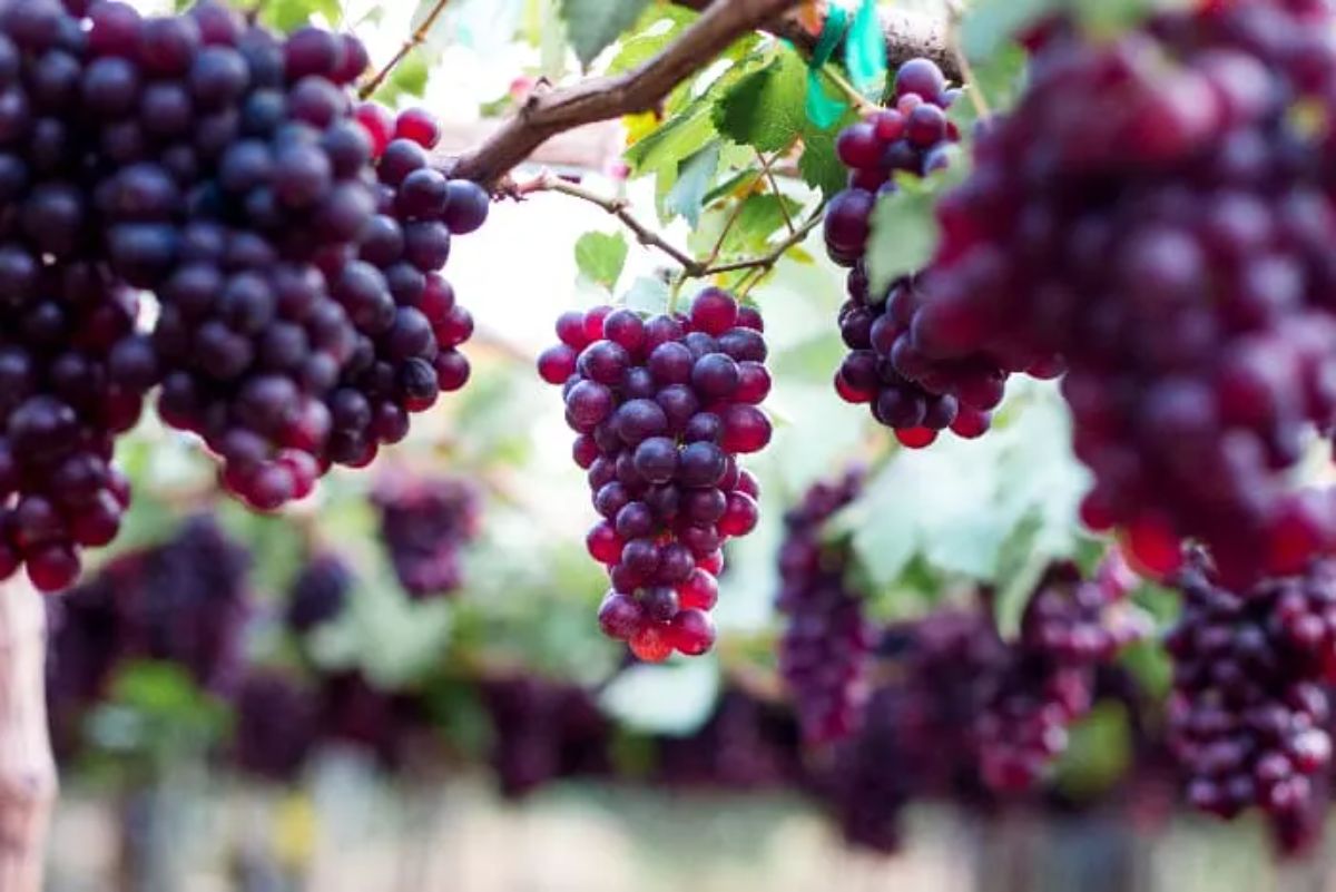 Ripe clusters of Gum Drop Grape hanging on a vine.