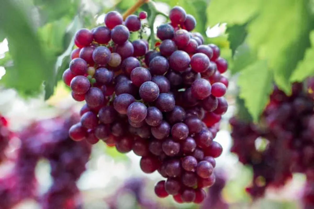 A ripe cluster of a Gum Drop Grape.