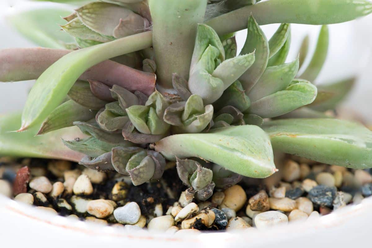 Haworthia with offsets in a white pot.
