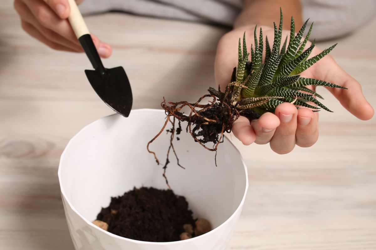 A gardener planting Haworhia in a new pot.