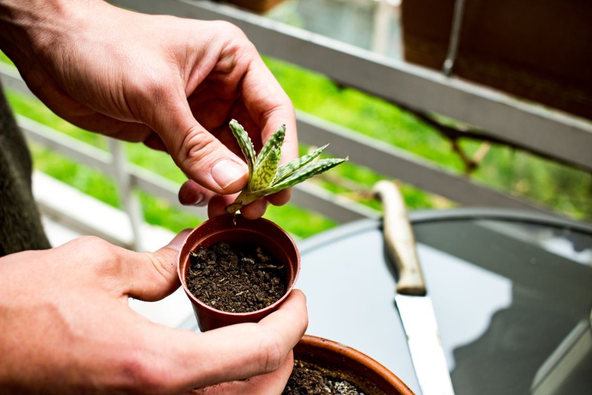 A gardener planting rooted haworthia leaves.