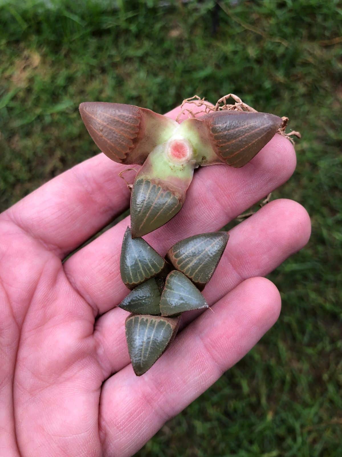 Two haworthia seedlings on a hand.