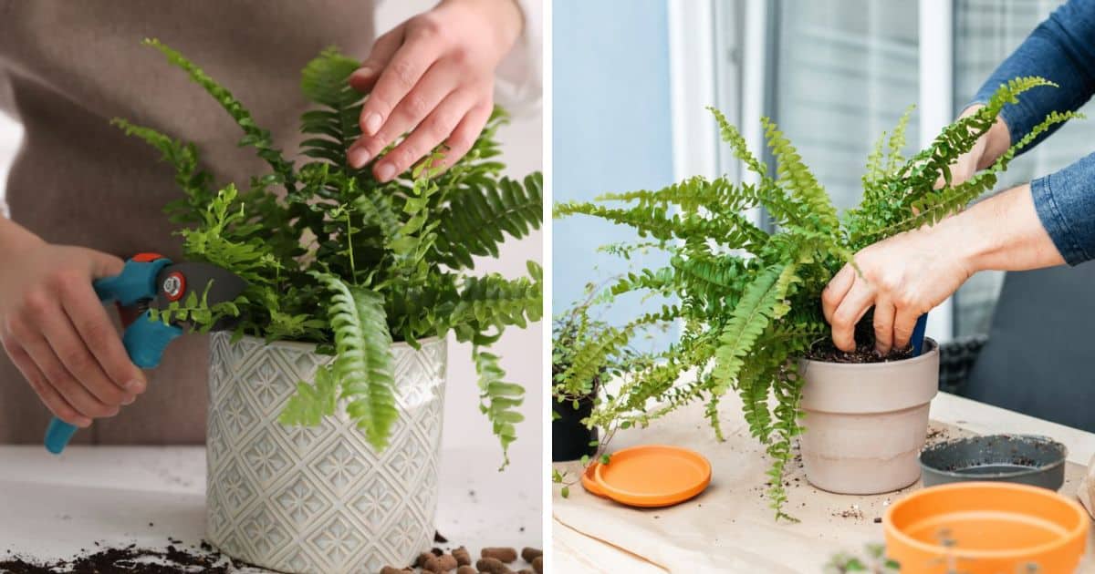 How To Propagate Ferns 4 Methods 7872