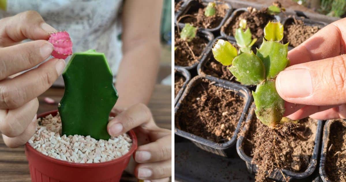 How to Propagate Cactus