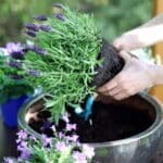 A gardender transplanting a rooted lavender.
