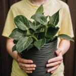 A woman holding a Philodendron Birkin in a pot.