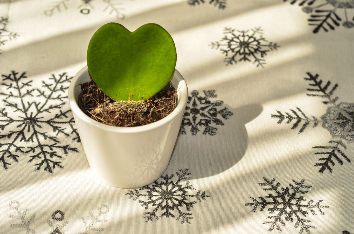 Hoya Kerrii leaf in a small white pot.