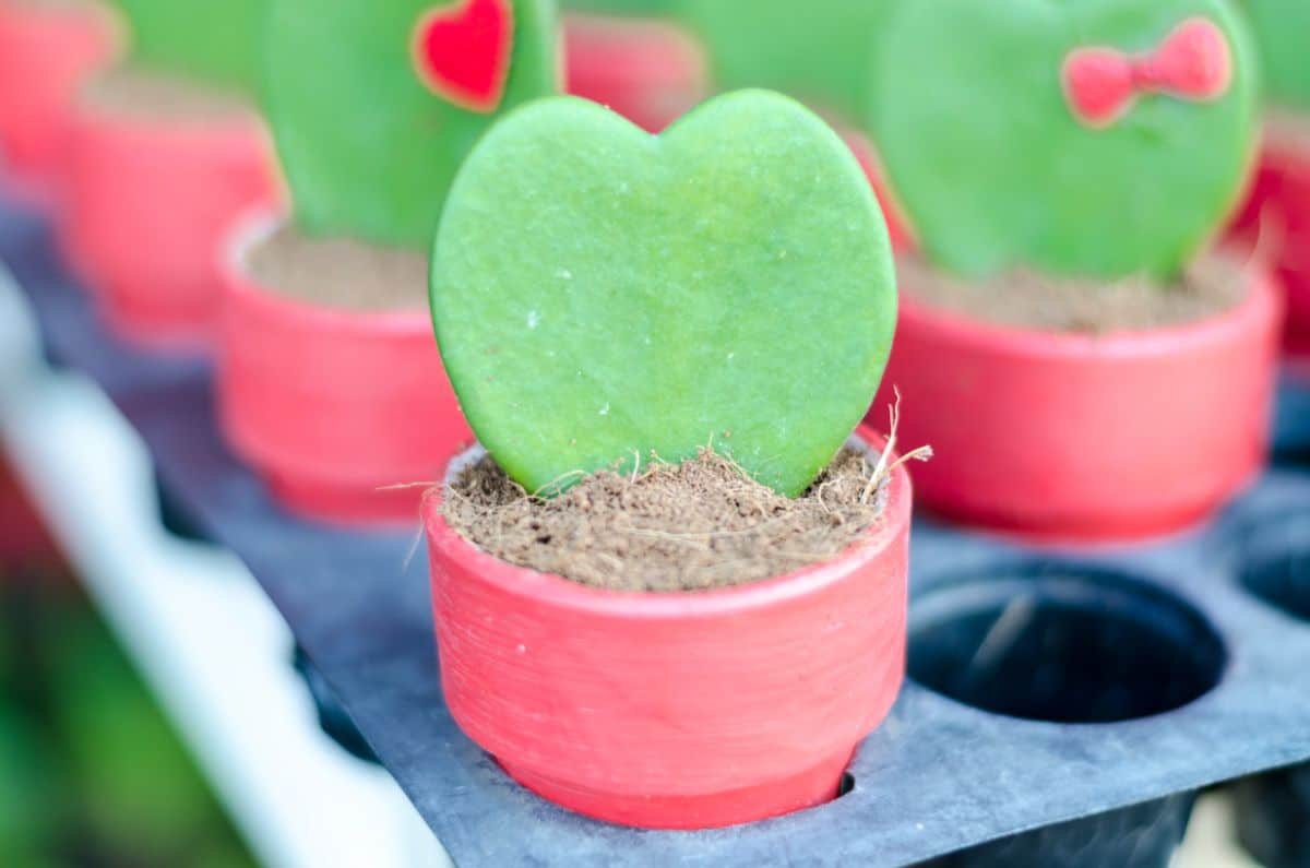 Hoya Kerrii leaves in small red pots.