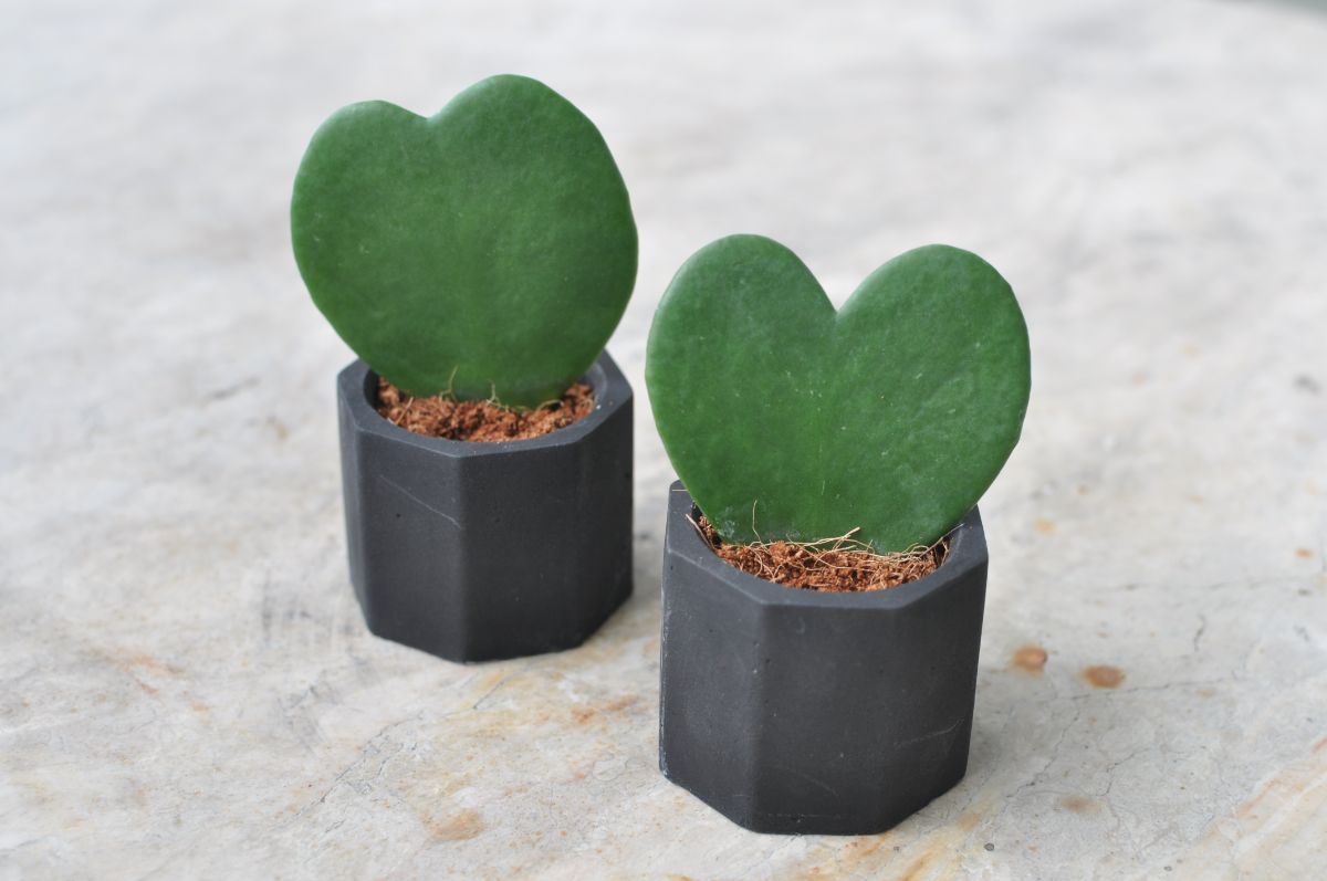 Hoya Kerrii leaves in small black pots.