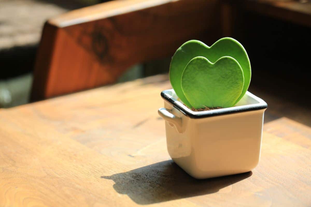 Hoya Kerrii leaves in a small pot. on a table.