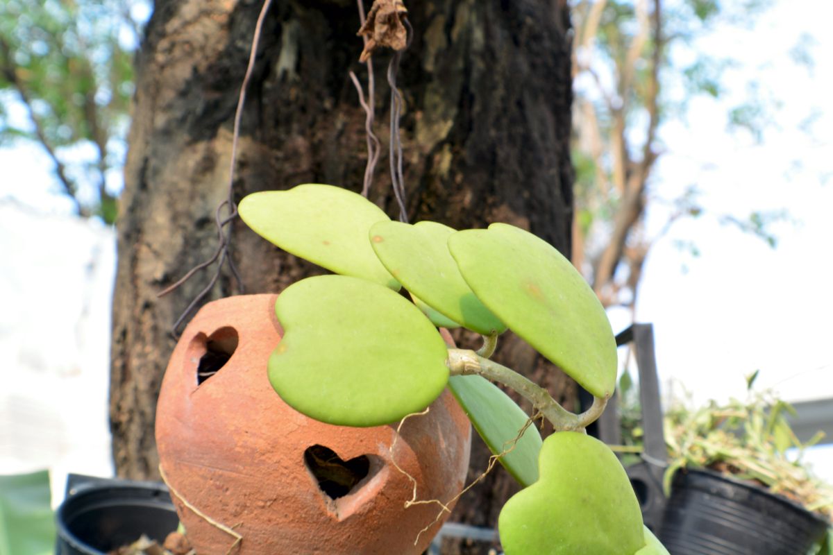 A Hoya Kerrii plant in a small pot.