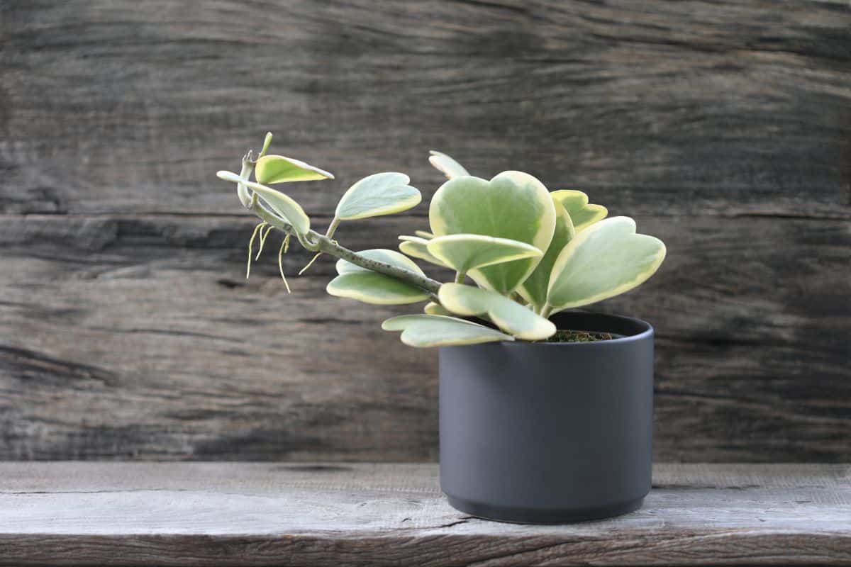 A variegated Hoya Kerrii plant in a black pot.