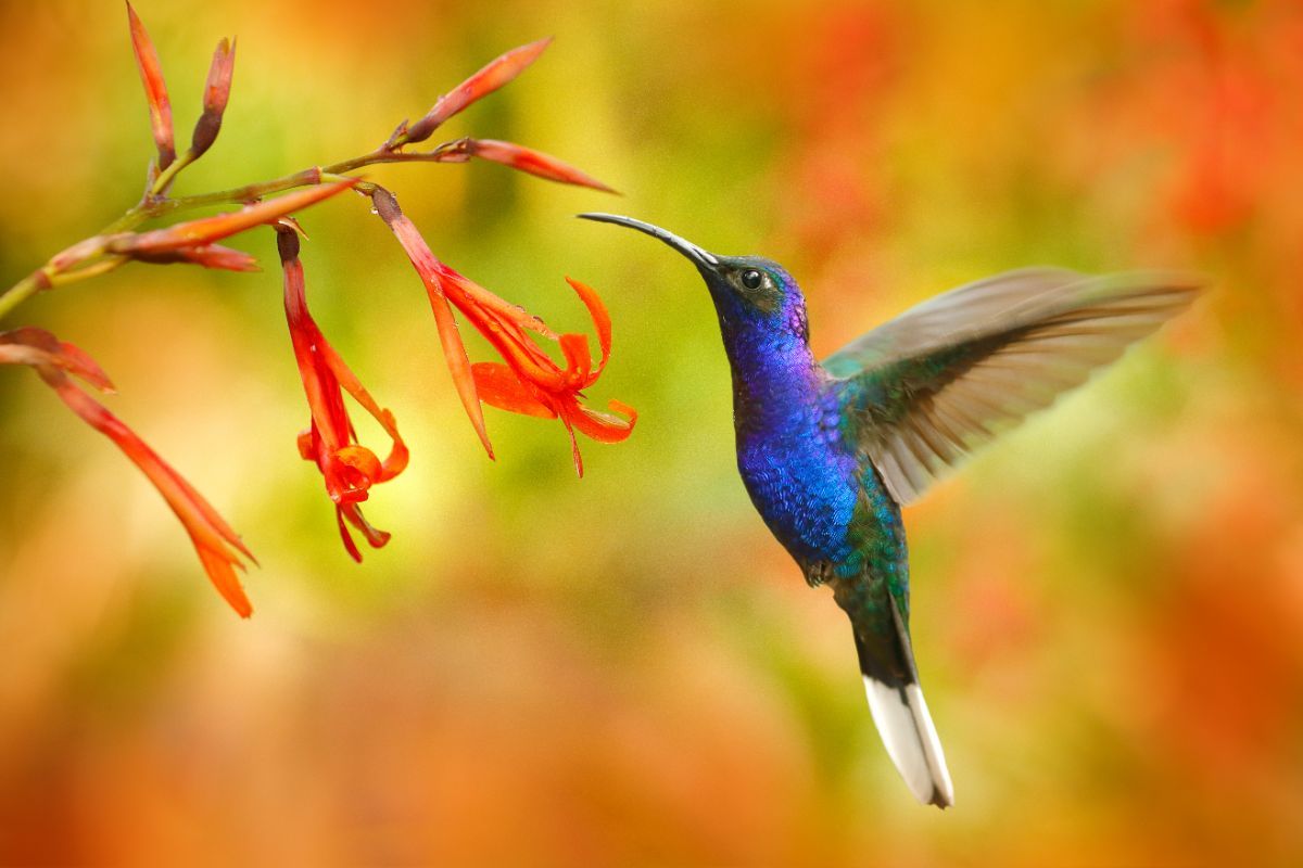 A beautiful colorful hummingbird is flying toward red flowers.