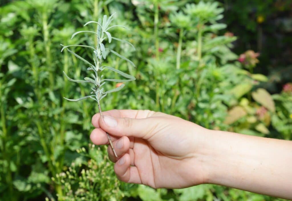 How To Propagate Lavender In Soil