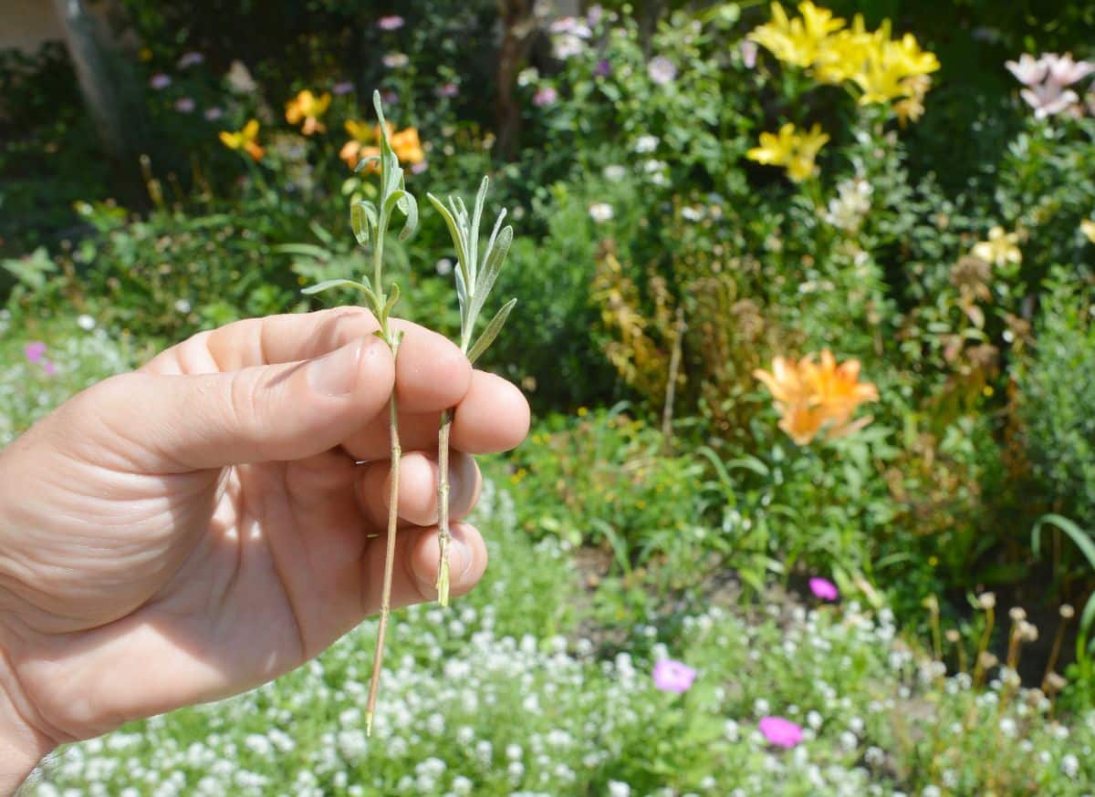 A hand holding lavender cuttings.