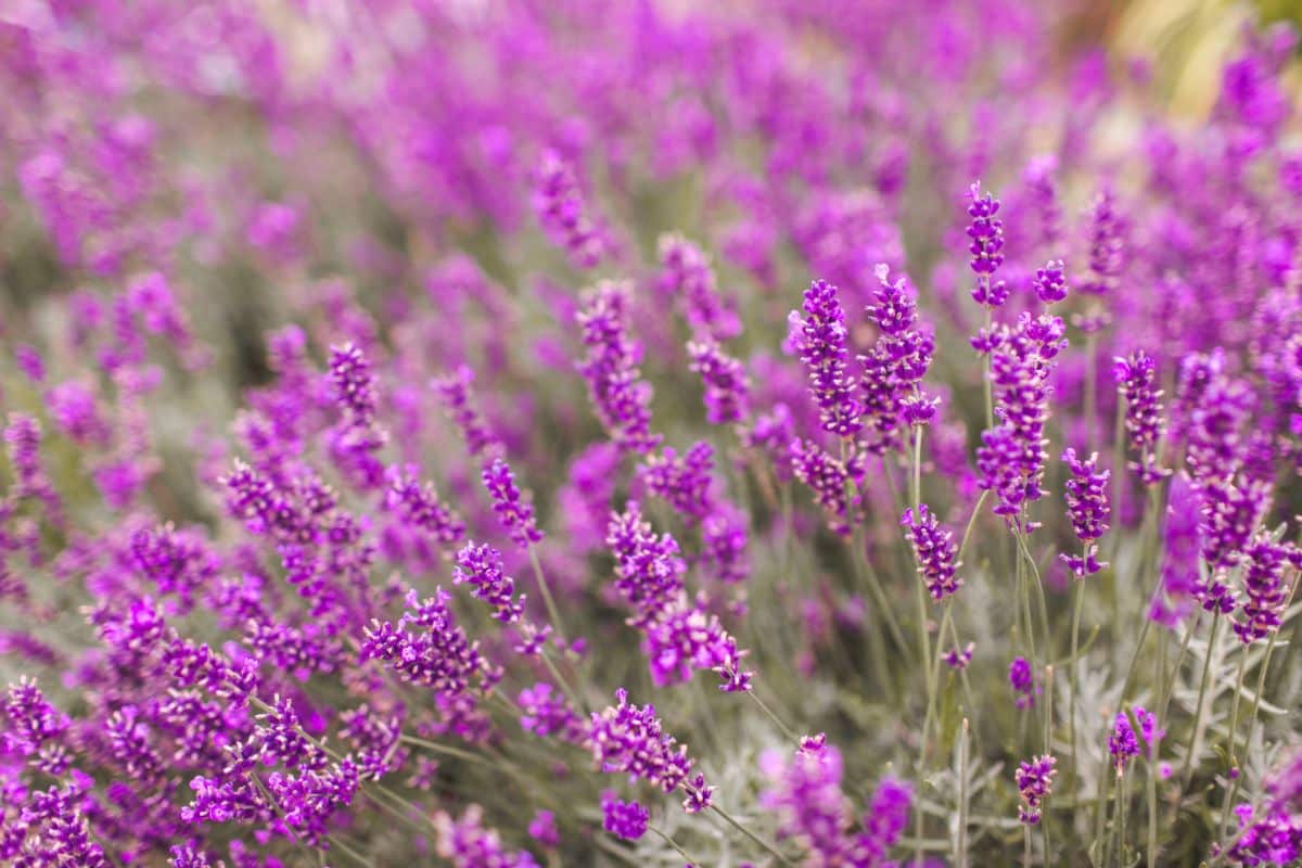 A lavender field in pink bloom.