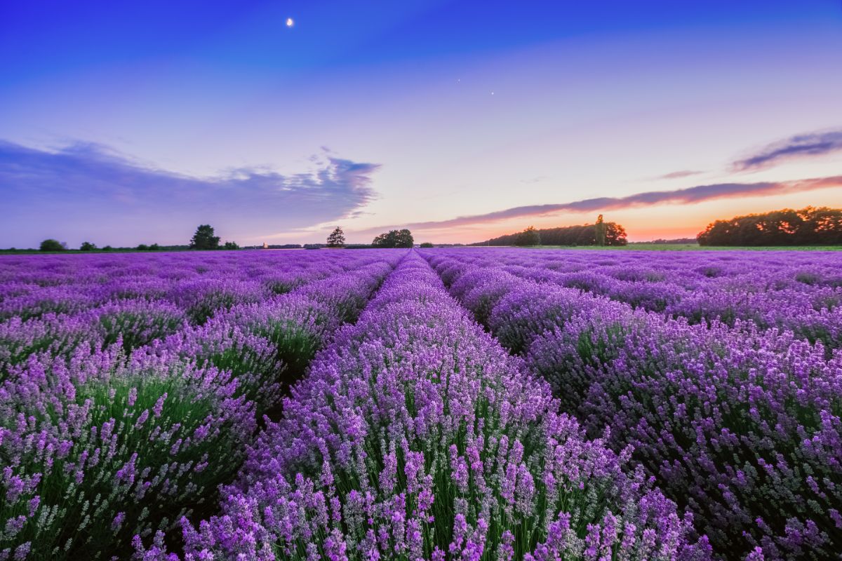 A lavender field in pink bloom.