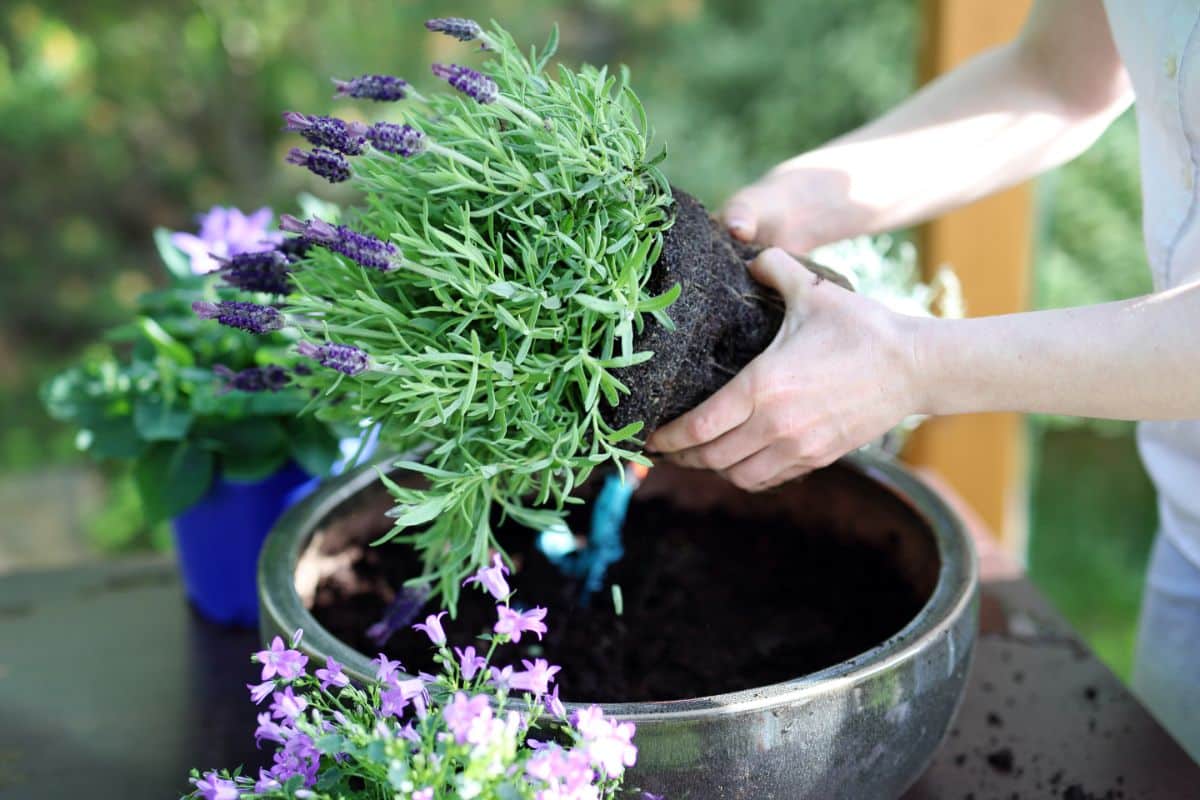 A gardender transplanting a rooted lavender.