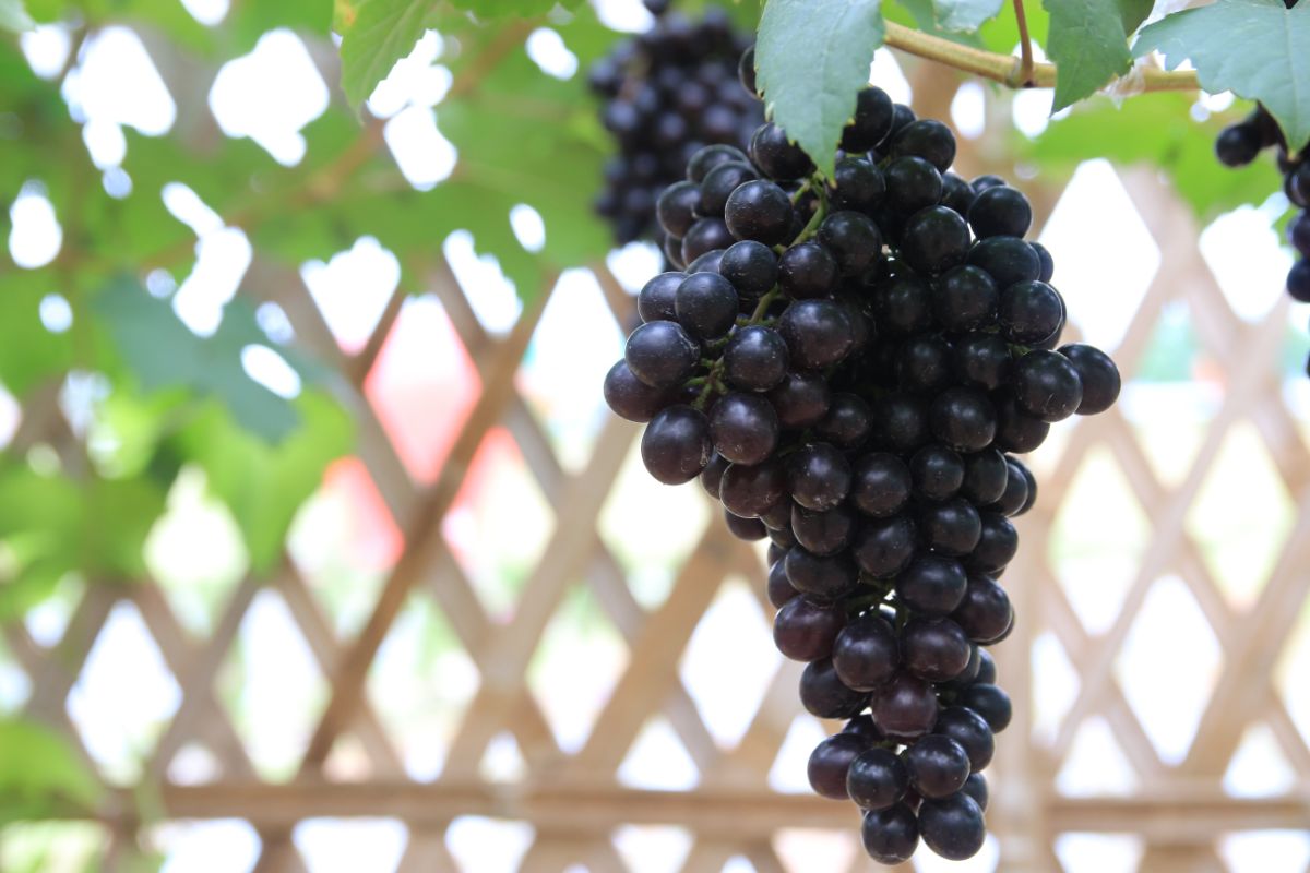 A cluster of ripe Midnight Beauty grapes.