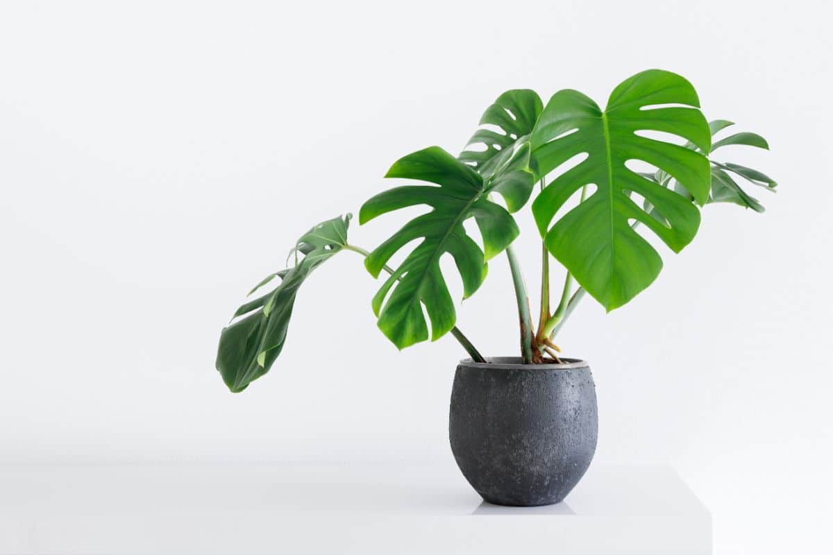 Monstera Deliciosa in a black pot on a white background.