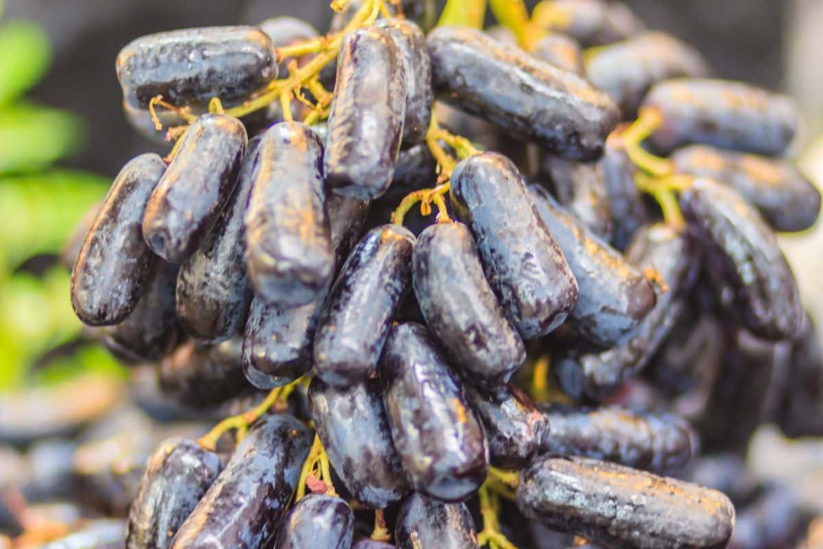 A cluster of ripe Moon Drops Grapes.