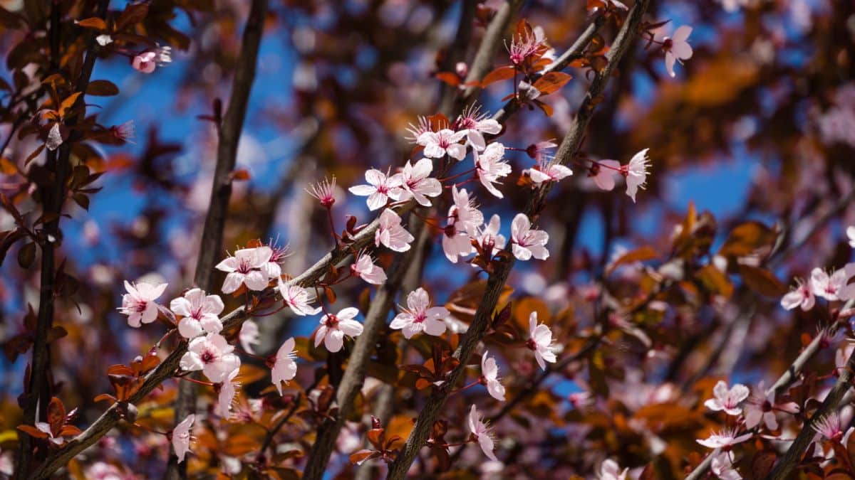 Cherry Plum Nigra in pink bloom.