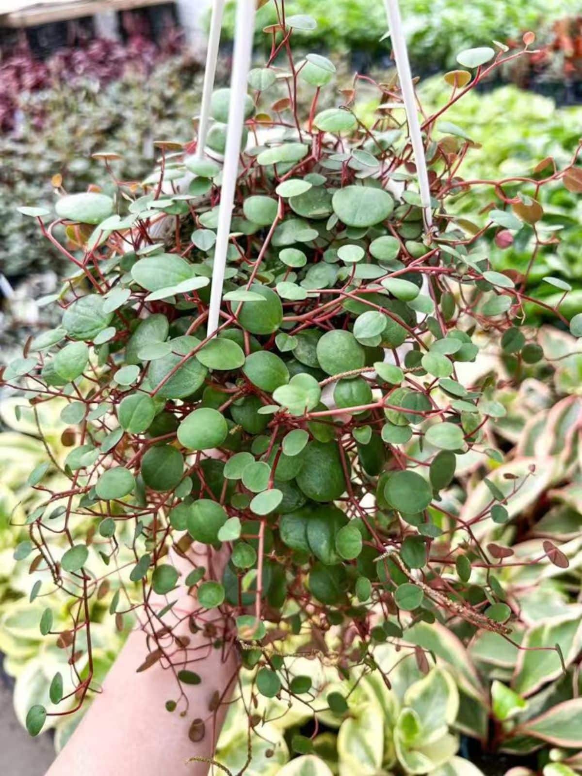 A Peperomia Ruby cascade in a hanging pot held by hand.