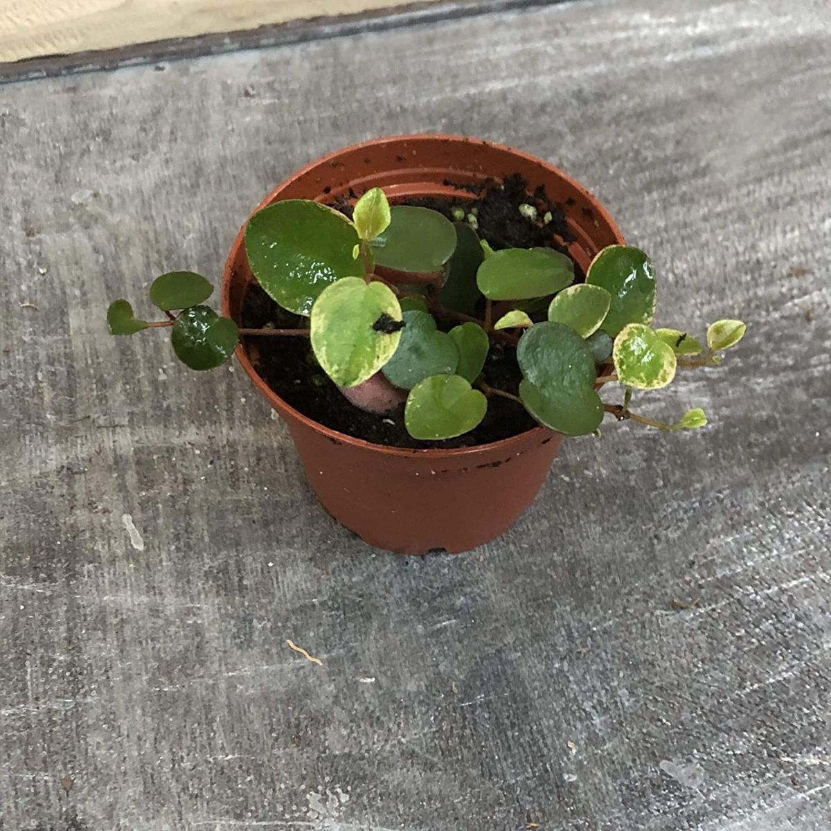 A Peperomia Ruby cascade in a brown pot.