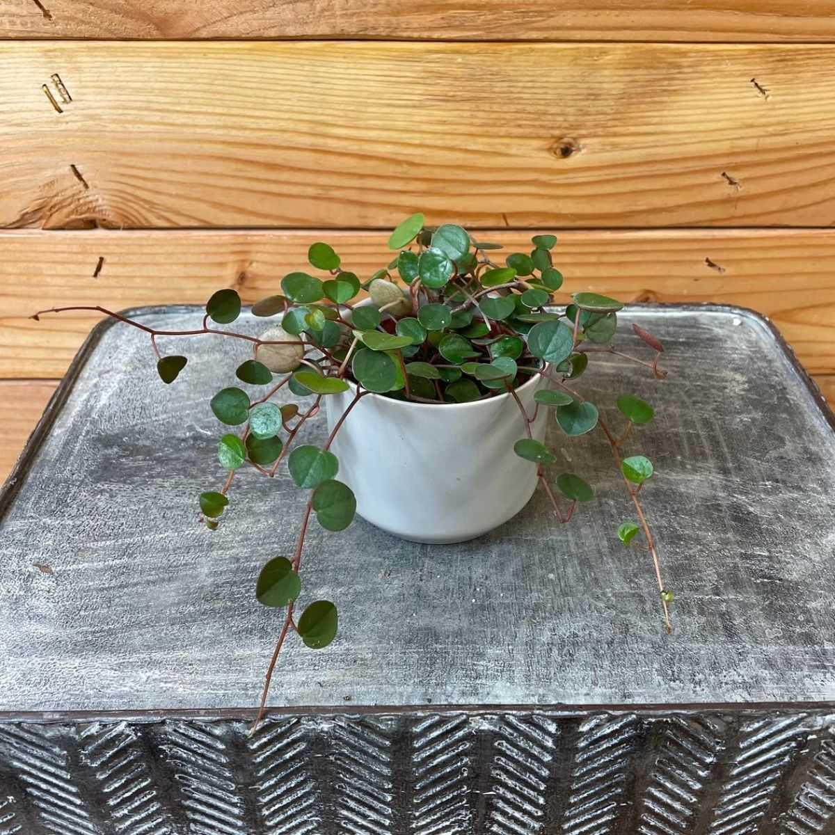 A Peperomia Ruby cascade in a white pot.