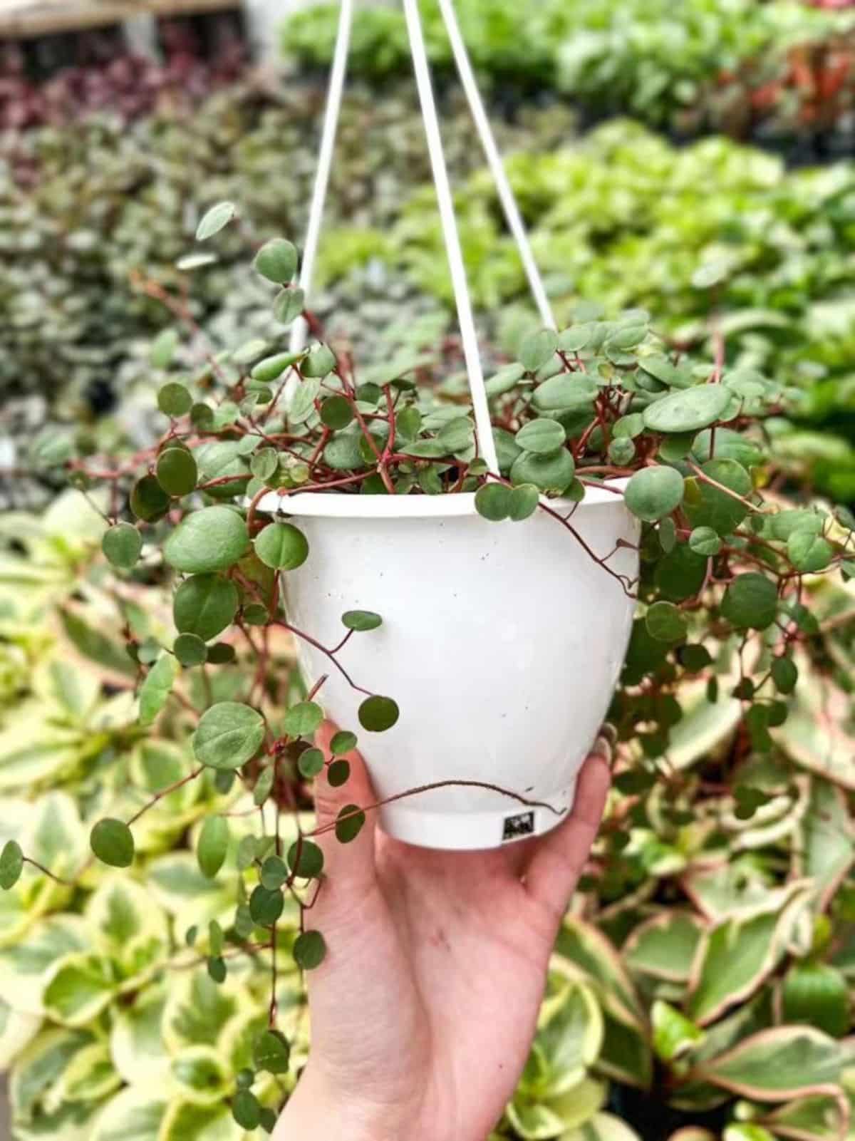 A Peperomia Ruby cascade in a white hanging pot held by hand.